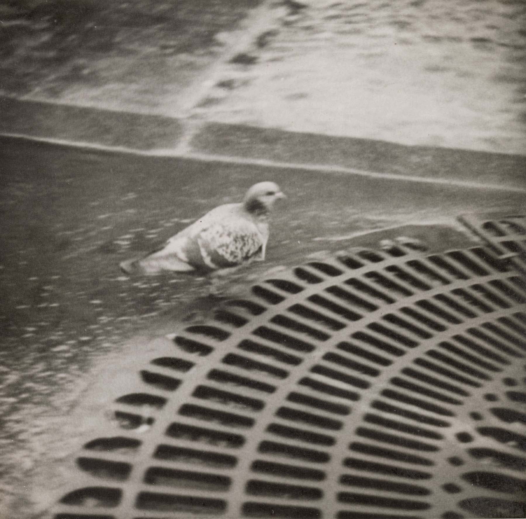 A black-and-white photograph of a pigeon walking near a cast iron tree gate on the sidewalk.